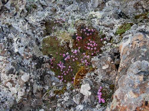 Purple mountain saxifrage (Saxifraga oppositifolia)