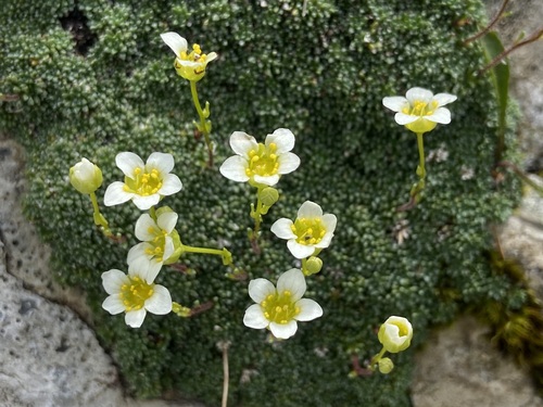 Dolomites saxifrage (Saxifraga squarrosa)