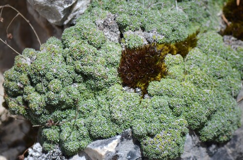 Dolomites saxifrage (Saxifraga squarrosa)