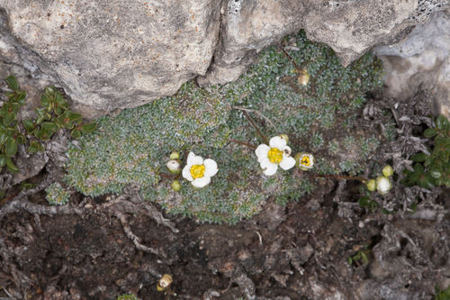 Dolomites saxifrage (Saxifraga squarrosa)