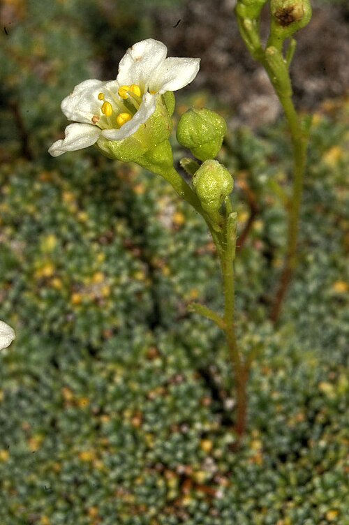 Dolomites saxifrage: Nasršeni kamnokreč na Jerebici.