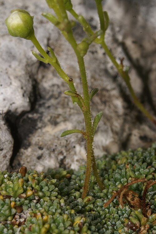 Dolomites saxifrage: Nasršeni kamnokreč na Jerebici.