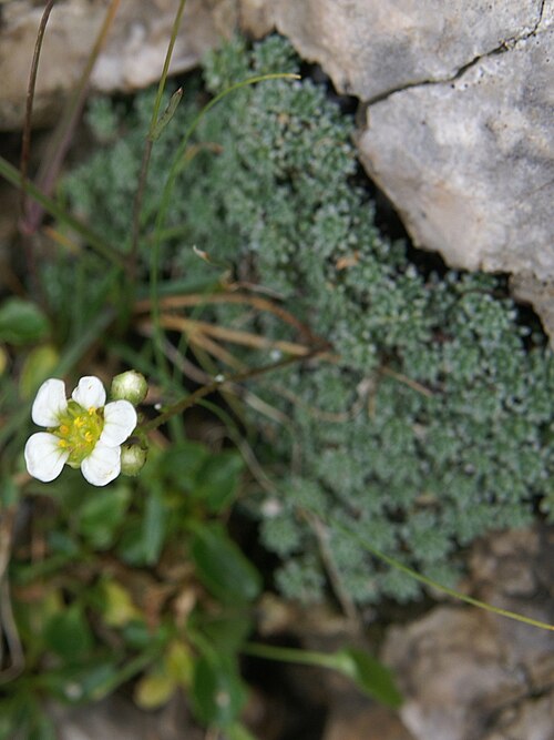 Dolomites saxifrage: Nasršeni kamnokreč na Planjavi - Kamniško sedlo.