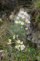 Dolomites saxifrage (Saxifraga squarrosa)