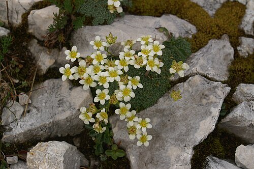 Dolomites saxifrage: Nasršeni kamnokreč pri zavetišču pod Špičkom.
