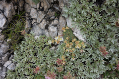 Dolomites saxifrage (Saxifraga squarrosa)