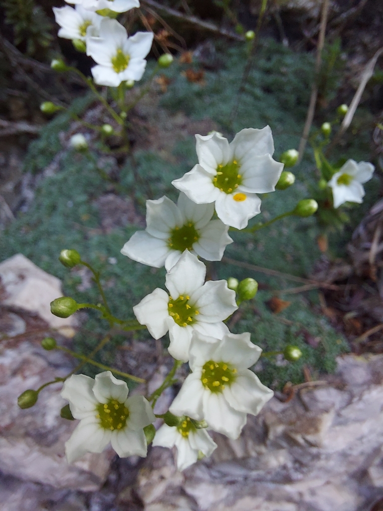 Dolomites saxifrage (Saxifraga squarrosa)