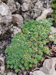 Dolomites saxifrage (Saxifraga squarrosa)