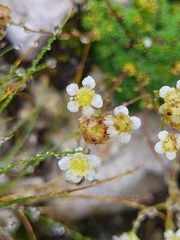 Dolomites saxifrage (Saxifraga squarrosa)