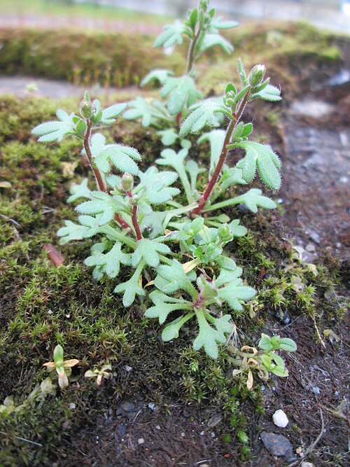 Rueleaf saxifrage: Dreifinger-Steinbrech ( Saxifraga tridactylites ) oberhalb der A620 in Alt-Saarbrücken