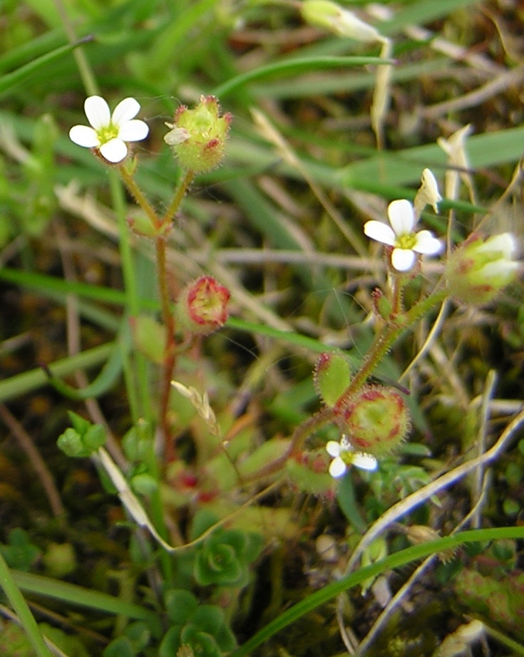 Rueleaf saxifrage: Saxifraga tridactylites Source : [1]