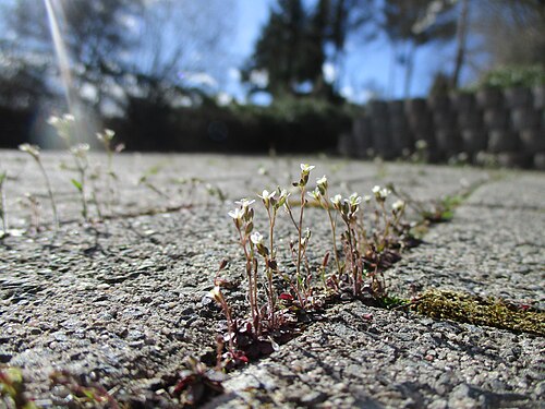 Rueleaf saxifrage: Dreifinger-Steinbrech ( Saxifraga tridactylites ) in Fechingen