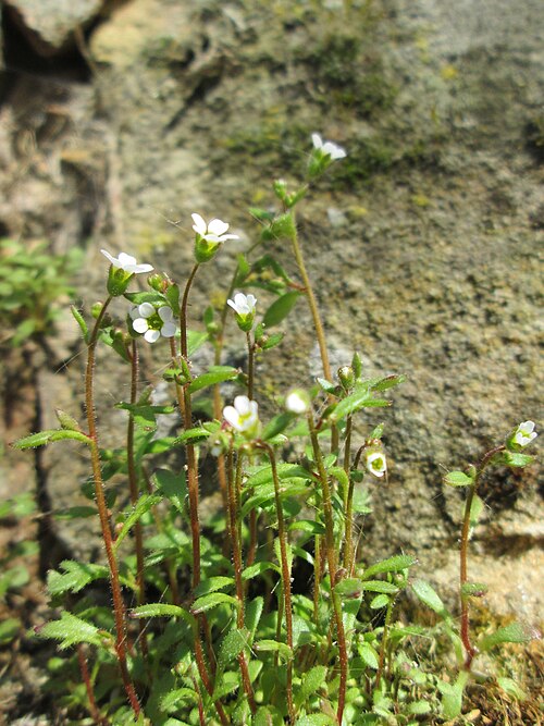 Rueleaf saxifrage: Dreifinger-Steinbrech ( Saxifraga tridactylites ) an der Stadtmauer von Sankt Johann
