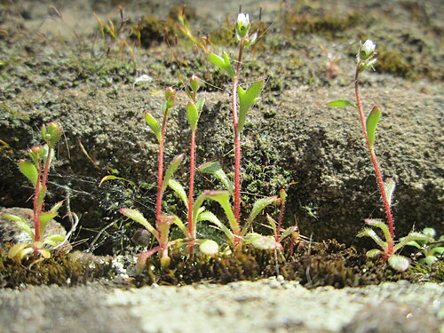 Rueleaf saxifrage: Dreifinger-Steinbrech ( Saxifraga tridactylites ) an der Stadtmauer von Sankt Johann