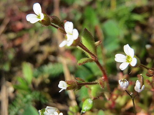 Rueleaf saxifrage: Dreifinger-Steinbrech ( Saxifraga tridactylites ) im Bürgerpark Saarbrücken