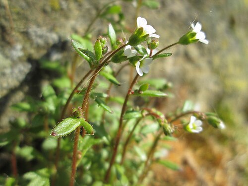 Rueleaf saxifrage: Dreifinger-Steinbrech ( Saxifraga tridactylites ) an der Stadtmauer von Sankt Johann