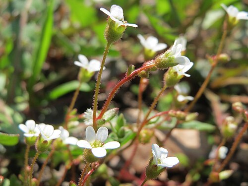 Rueleaf saxifrage: Dreifinger-Steinbrech ( Saxifraga tridactylites ) am Bahnhof Hockenheim