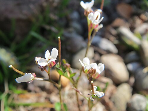 Rueleaf saxifrage: Dreifinger-Steinbrech ( Saxifraga tridactylites ) an der Mainzer Straße in Saarbrücken