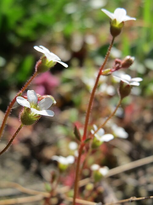Rueleaf saxifrage: Dreifinger-Steinbrech ( Saxifraga tridactylites ) am Bahnhof Hockenheim