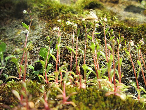 Rueleaf saxifrage: Dreifinger-Steinbrech ( Saxifraga tridactylites ) an der Stadtmauer von Sankt Johann
