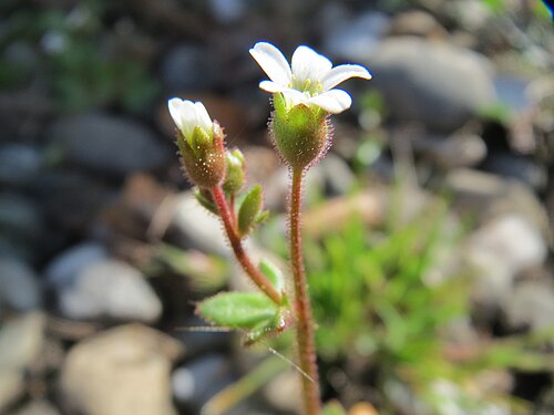 Rueleaf saxifrage: Dreifinger-Steinbrech ( Saxifraga tridactylites ) an der Mainzer Straße in Saarbrücken