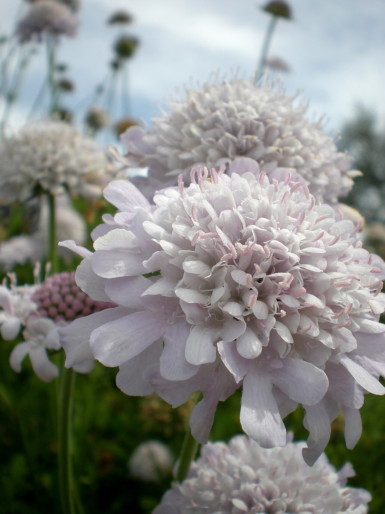 Scabiosa africana: Jardín Botánico de Barcelona.