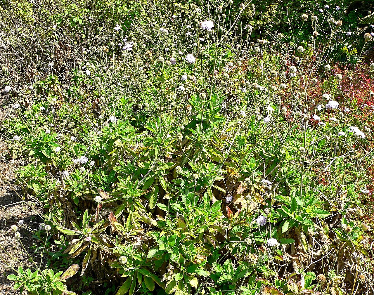 Scabiosa africana: Photo of Scabiosa africana at the San Francisco Botanical Garden