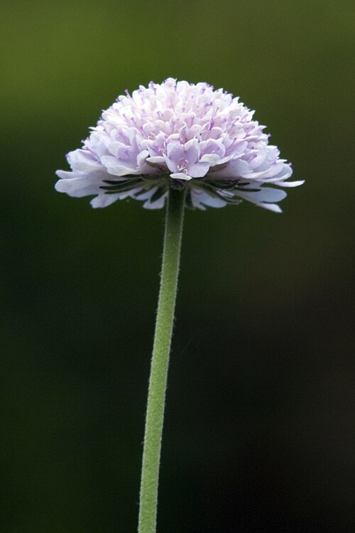 Scabiosa africana: Scabiosa africana at the Adelaide Botanic Gardens .