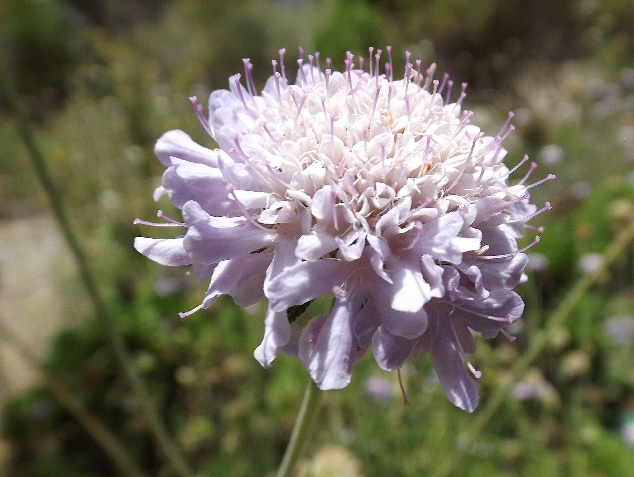 Scabiosa africana: Scabiosa africana in the UC Botanical Garden, Berkeley, California, USA Plant ID from the garden sign