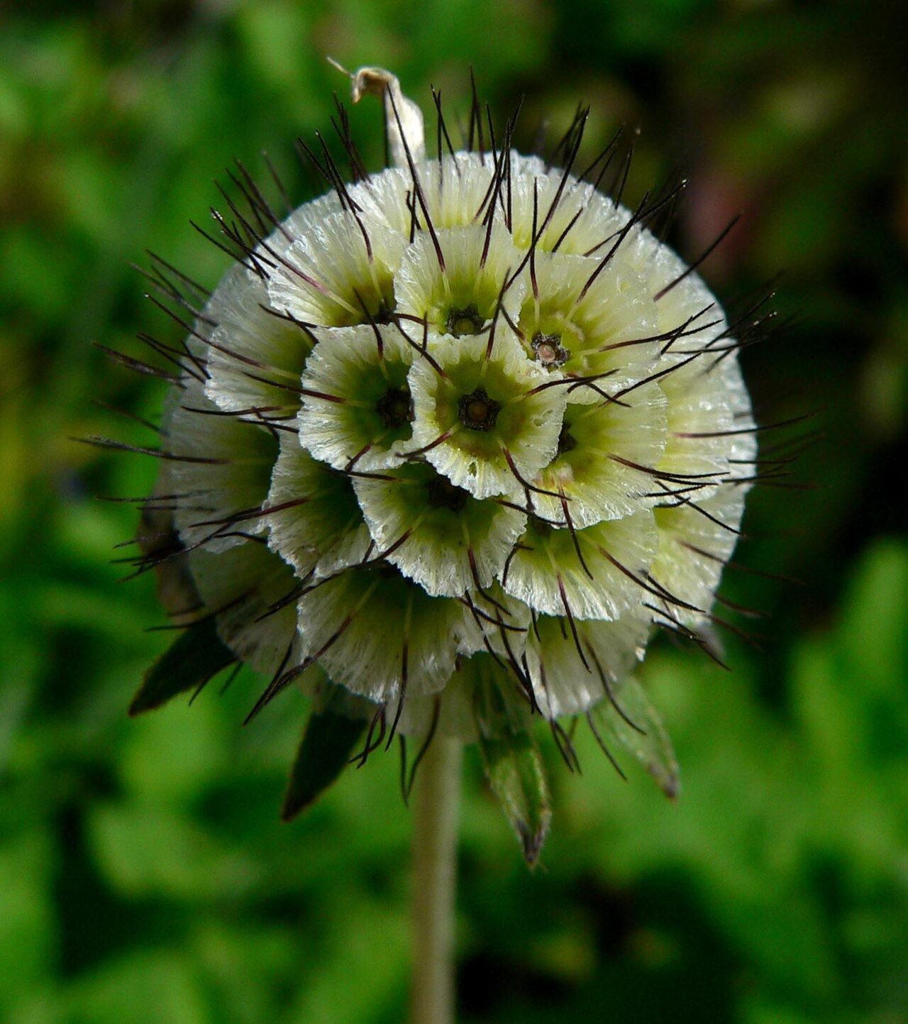 Scabiosa africana: Photo of Scabiosa africana at the San Francisco Botanical Garden
