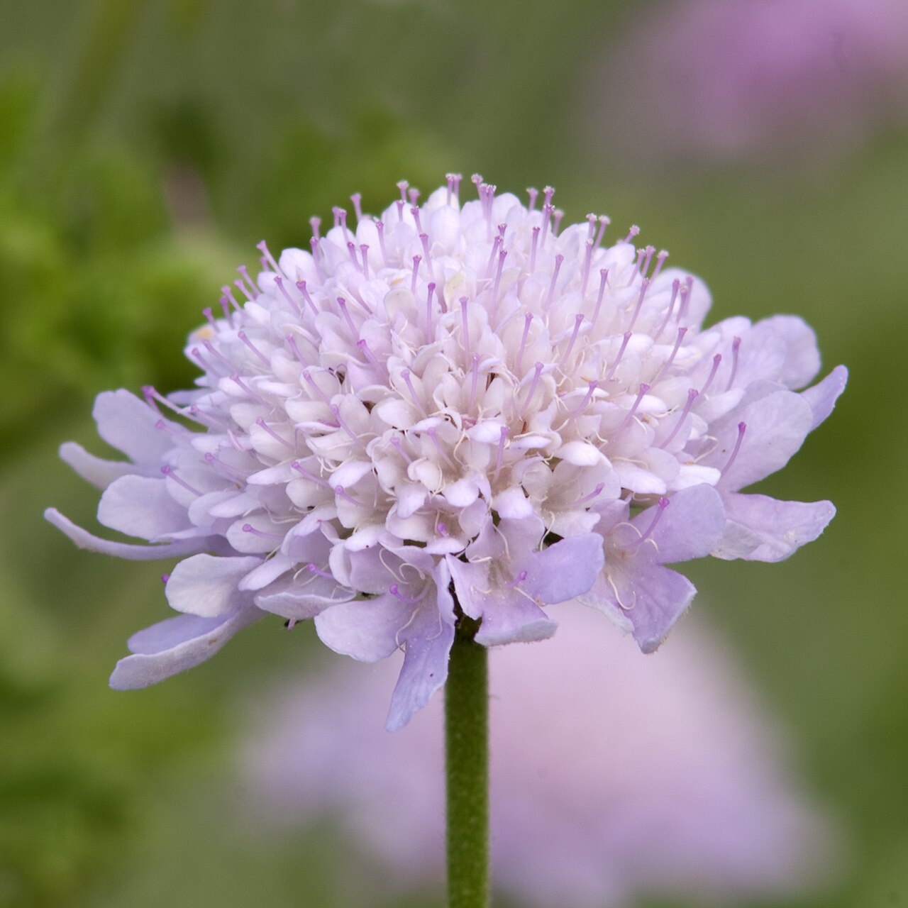 Scabiosa africana: Scabiosa africana at the Adelaide Botanic Gardens .