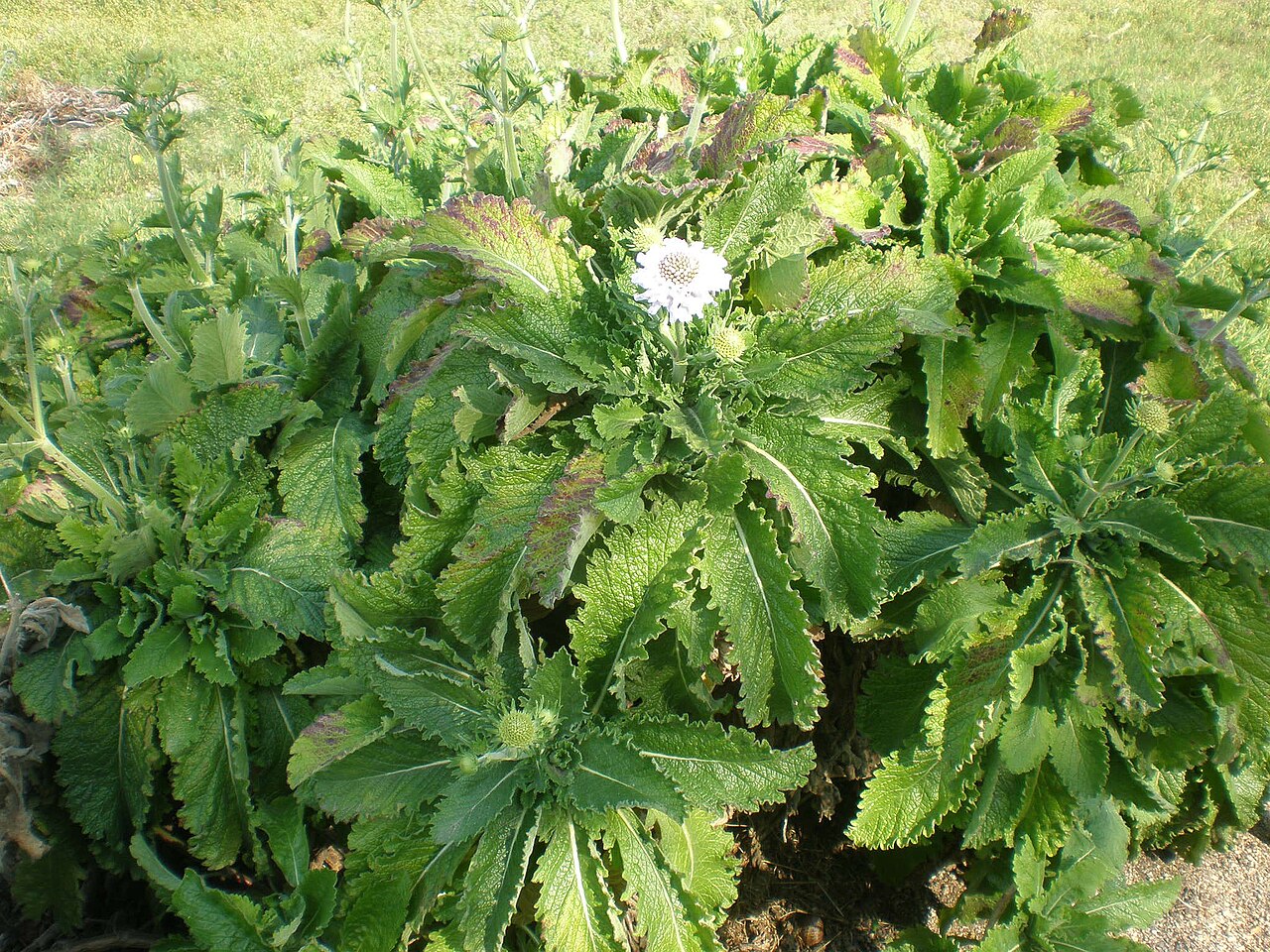 Scabiosa africana: Jardín Botánico de Barcelona.
