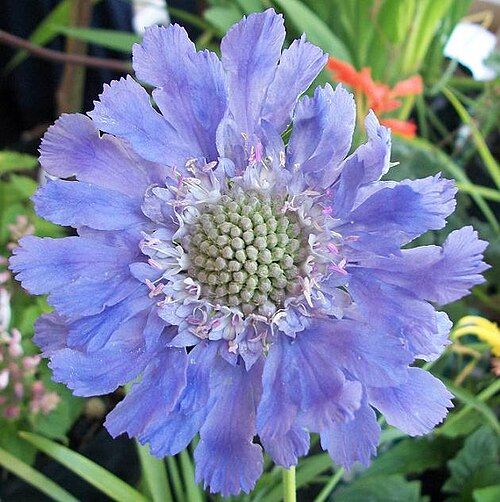 Scabiosa africana: Scabiosa africana at the Indigenous Plant Fair, Durban , South Africa.