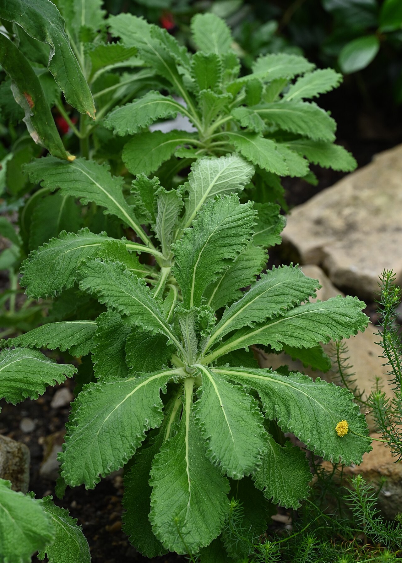 Scabiosa africana: Scabiosa africana in the Botanischer Garten, Berlin-Dahlem