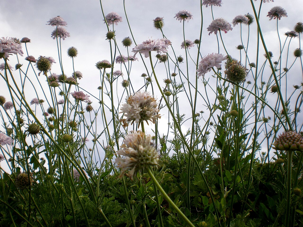 Scabiosa africana: Jardín Botánico de Barcelona.