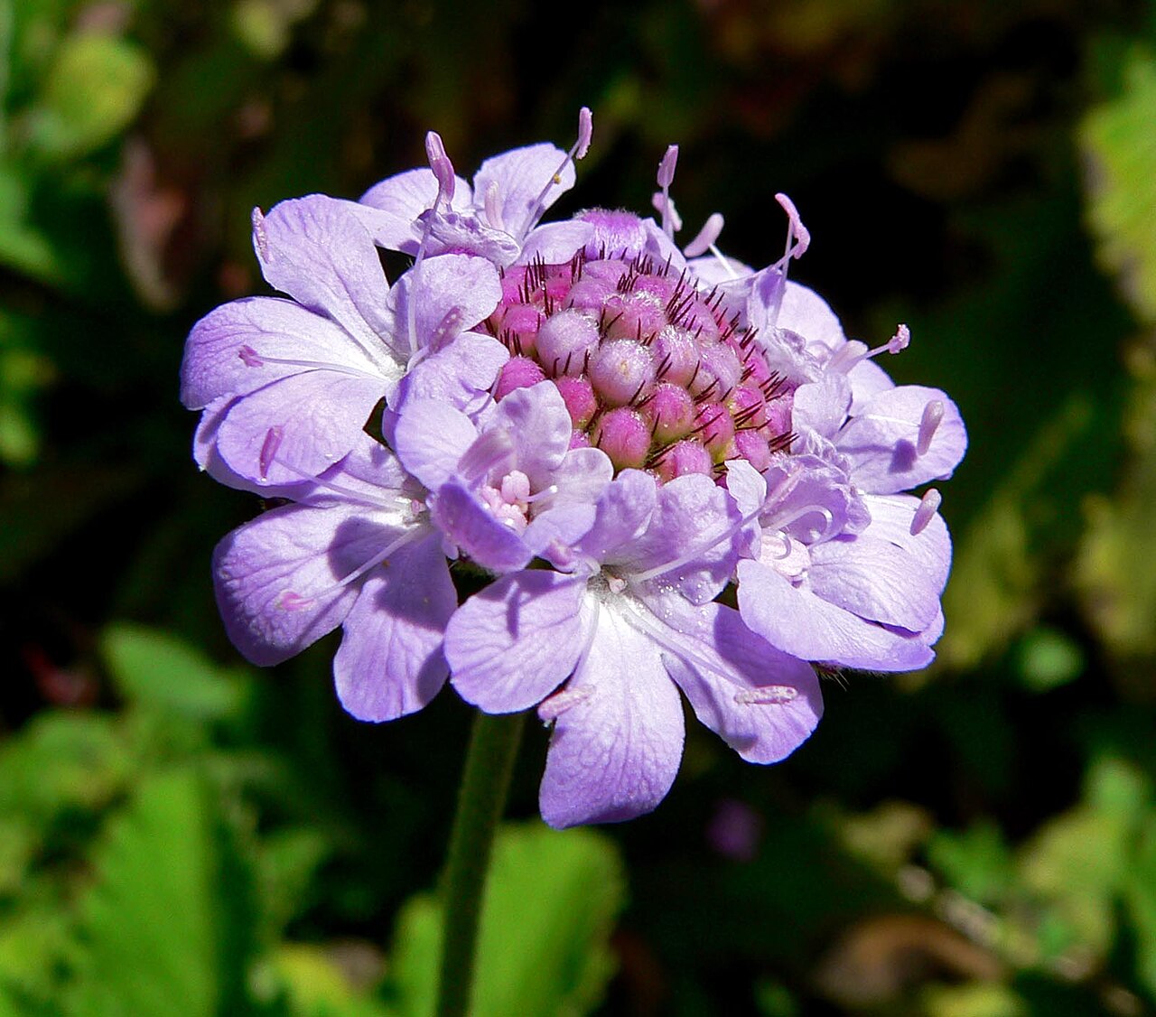 Scabiosa africana: Photo of Scabiosa africana at the San Francisco Botanical Garden
