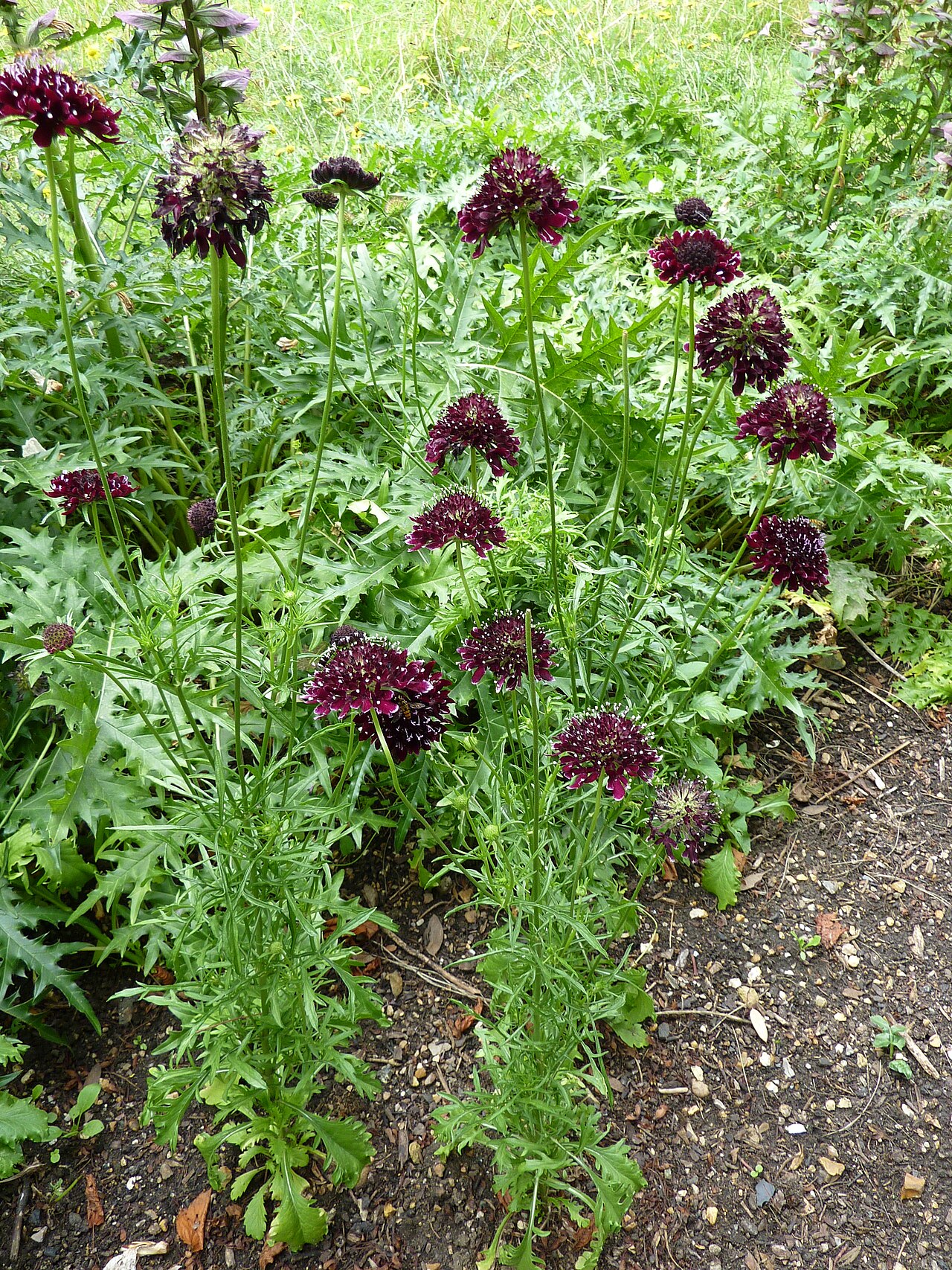 Mourningbride: Scabiosa atropurpurea 'Oporto', Cambridge University Botanic Garden
