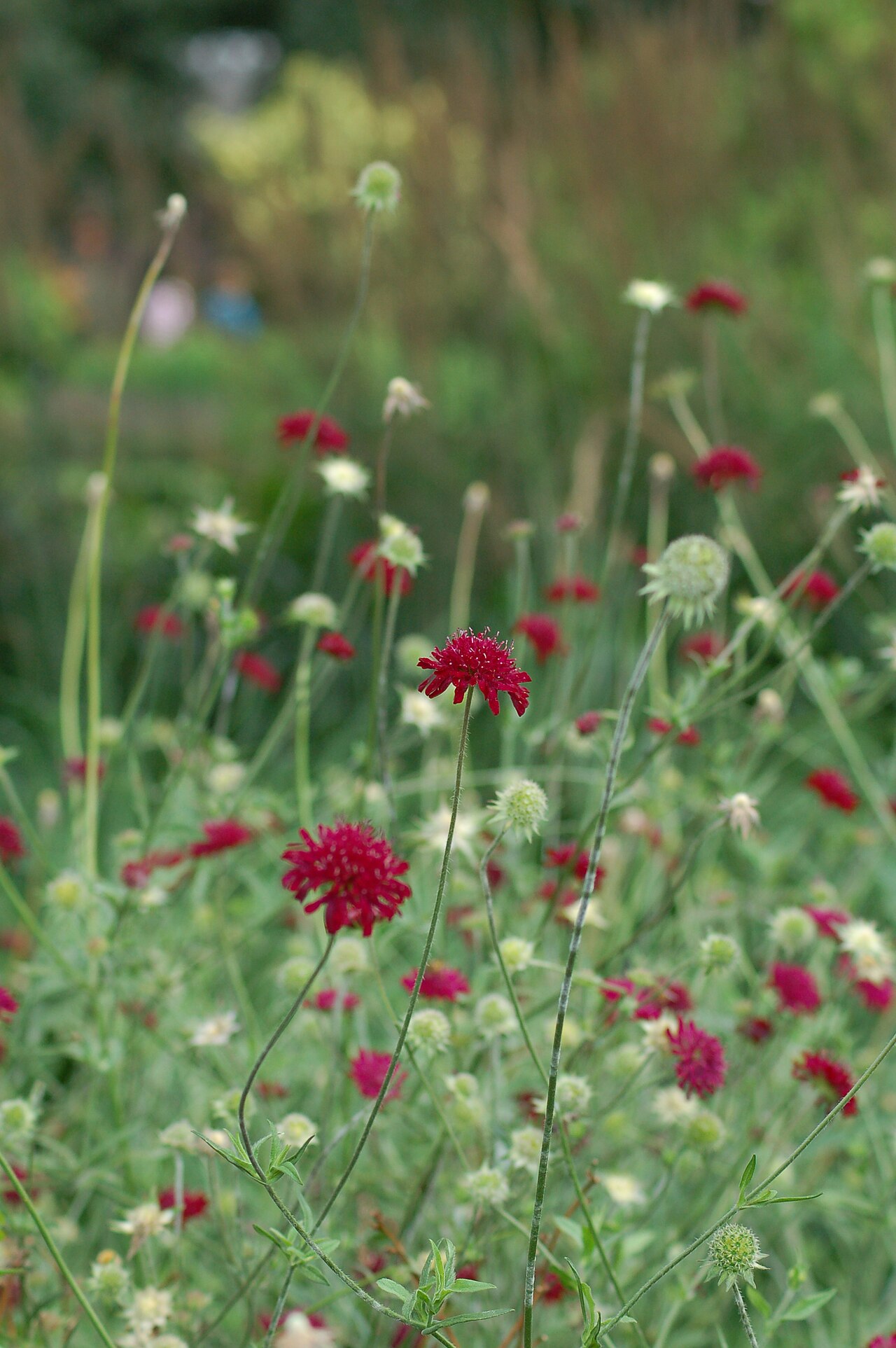 Mourningbride: Scabiosa atropurpurea