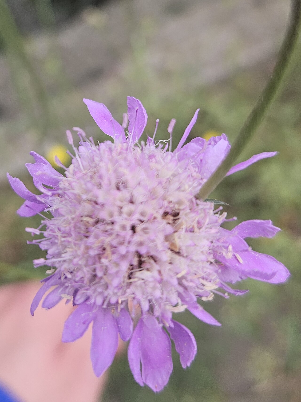 Mourningbride: Scabiosa atropurpurea