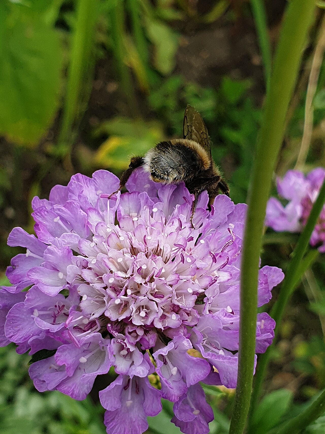 Mourningbride: Sixalix atropurpurea flower with buff-tailed bumblebee or large earth bumblebee (Bombus terrestris) , at the Cambridge University Botanic Garden, England.