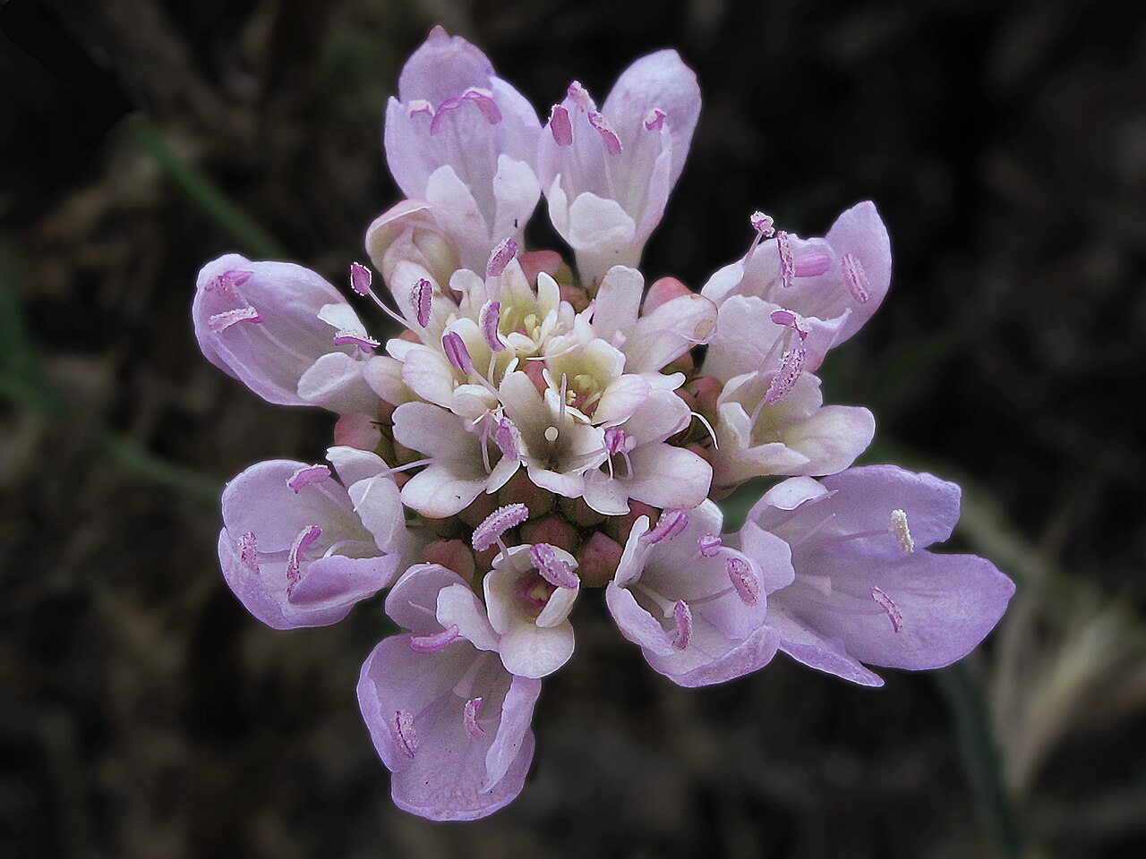 Mourningbride: Se han descrito numerosas variantes de esta planta, El tamaño de flores y hojas asi como la presencia de pelos parecen relacionarse con la riqueza del suelo o e