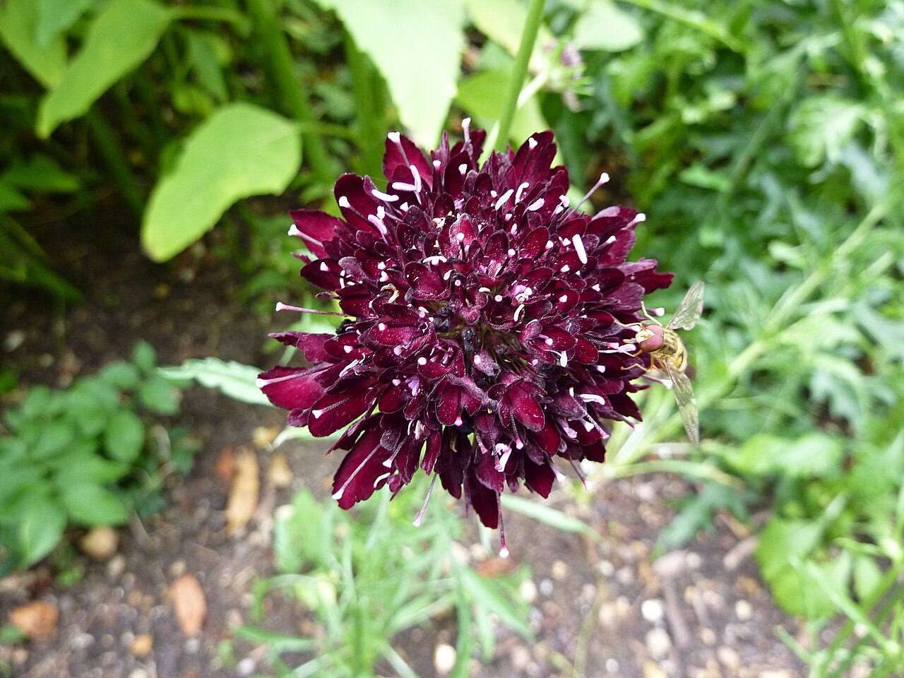 Mourningbride: Scabiosa atropurpurea 'Oporto', Cambridge University Botanic Garden