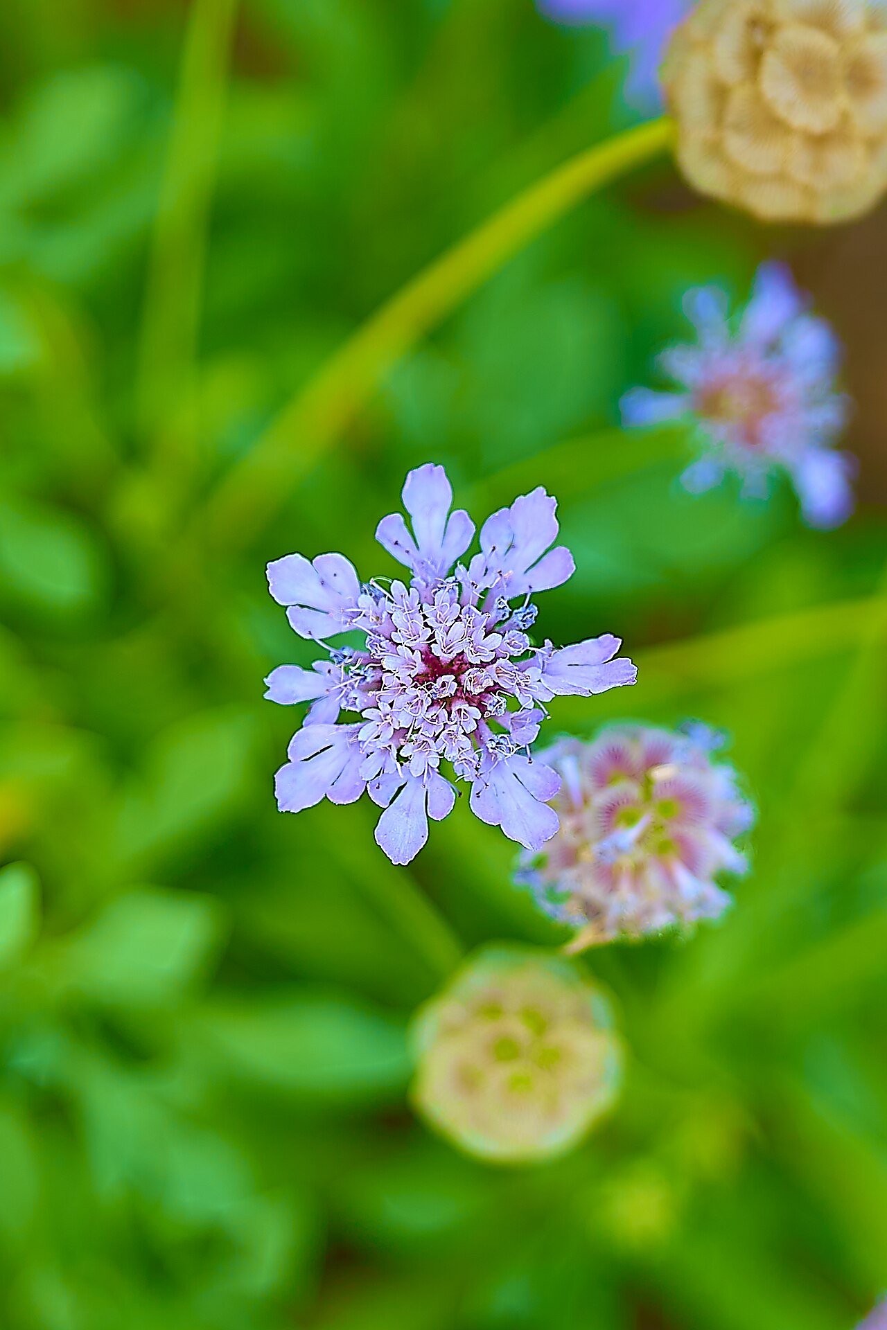 Mourningbride: Mourningbride (Scabiosa atropurpurea) in Athens.