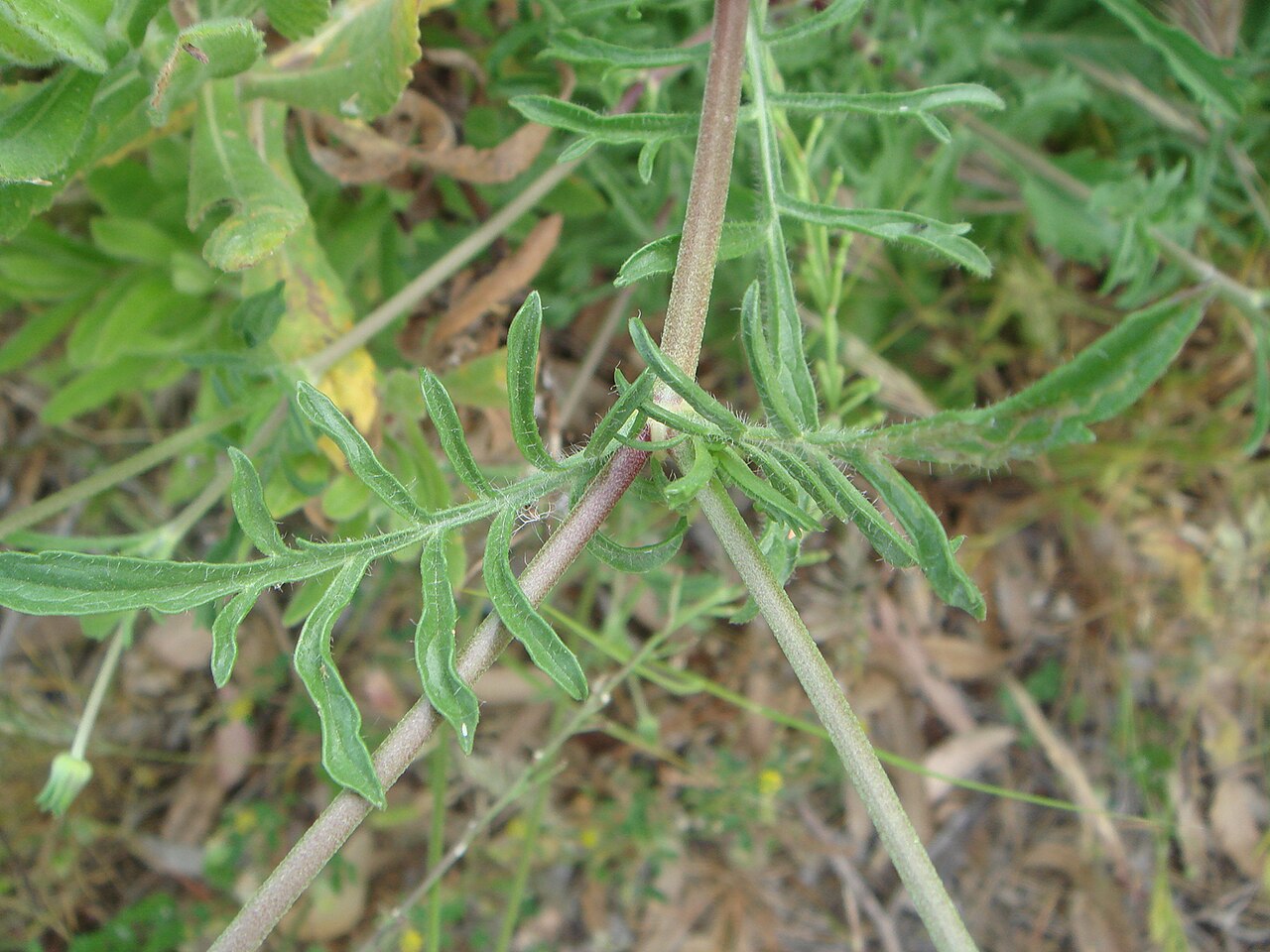 Mourningbride: Mournful widow, ( Scabiosa atropurpurea ), Spain, Ceuta.