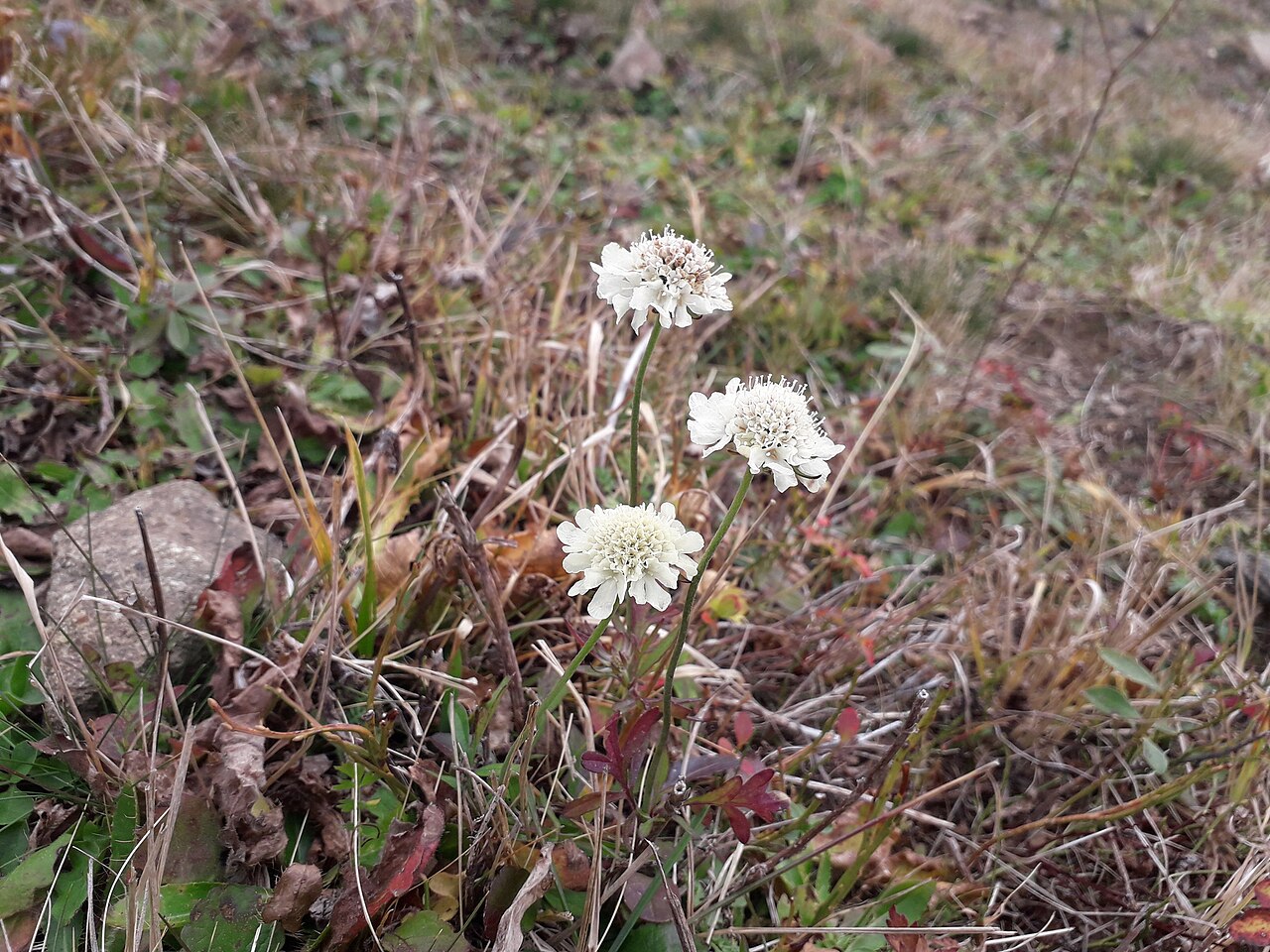 Scabiosa bipinnata: Scabiosa bipinnata