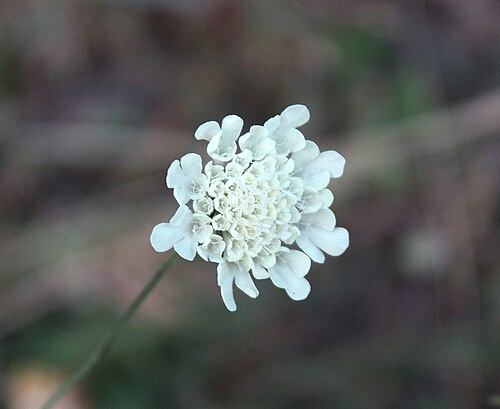 Scabiosa bipinnata: Scabiosa bipinnata