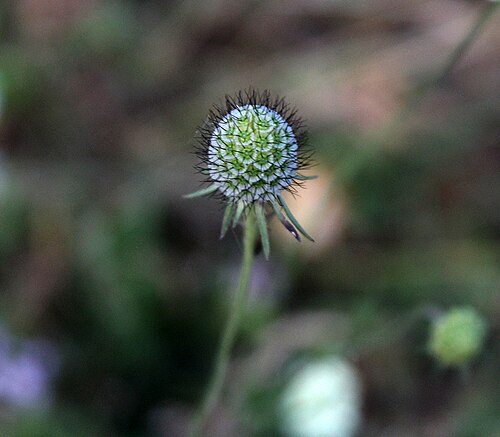 Scabiosa bipinnata: Scabiosa bipinnata