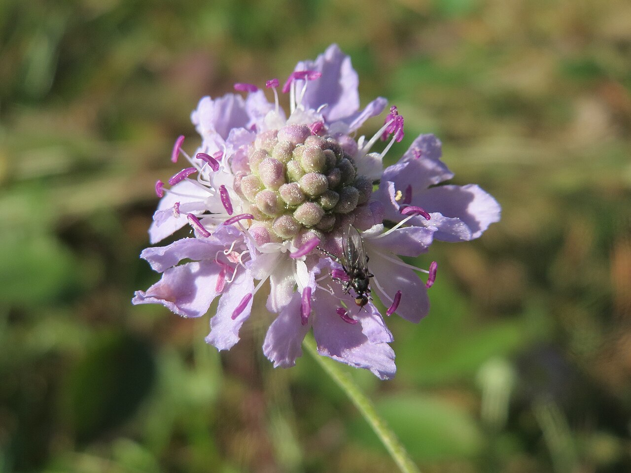 Scabiosa canescens: Duft-Skabiose ( Scabiosa canescens ) auf dem Feldherrenhügel