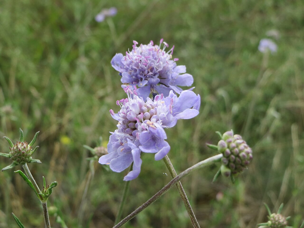 Scabiosa canescens: Duft-Skabiose ( Scabiosa canescens ) im Mainzer Sand