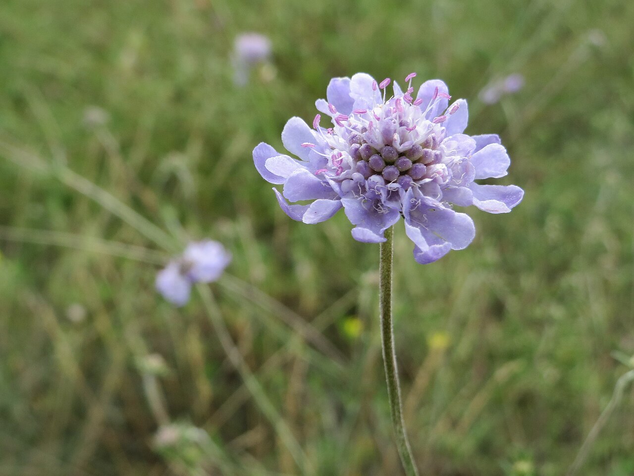 Scabiosa canescens: Duft-Skabiose ( Scabiosa canescens ) im Mainzer Sand